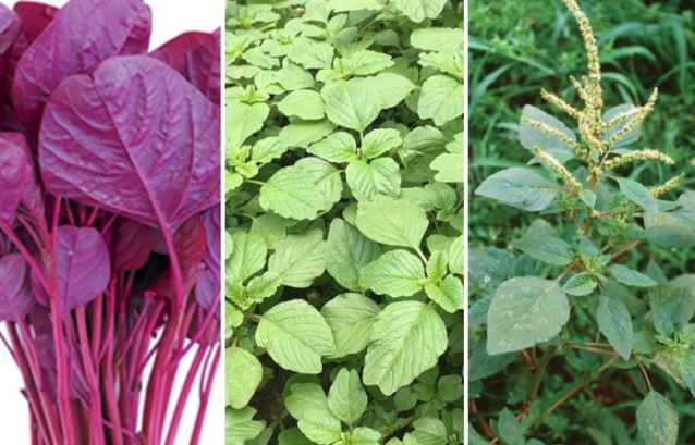 Rau dền có tác dụng gì?