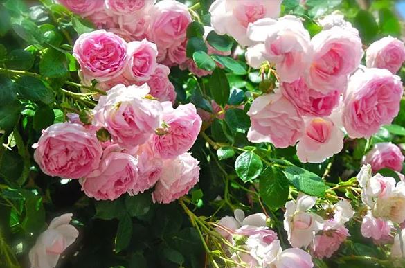 Bón thứ này vào gốc hoa hồng, cành lá xanh tốt, hoa nở quanh năm