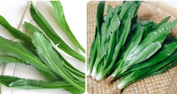 Rau mùi tàu có tác dụng gì?