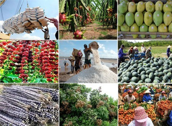 Cần trợ lực cho hợp tác xã để nông sản thoát cảnh "giải cứu"