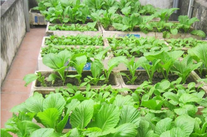 Trồng cây bằng thùng xốp áp dụng mẹo này 2-5 ngày mới phải tưới