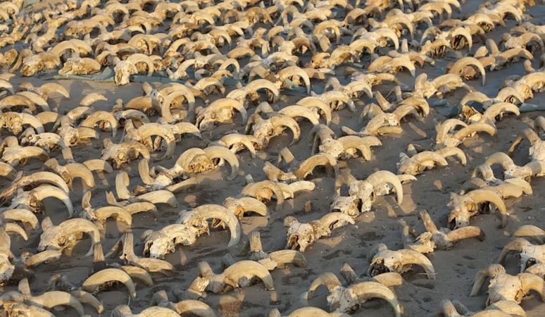 Phát hiện hàng ngàn xác ướp động vật trong đền thờ cổ Ai Cập