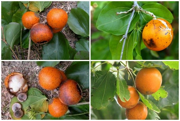 Hạt mã tiền là gì? Vì sao hạt mã tiền độc, tác dụng và cách dùng hạt mã tiền?