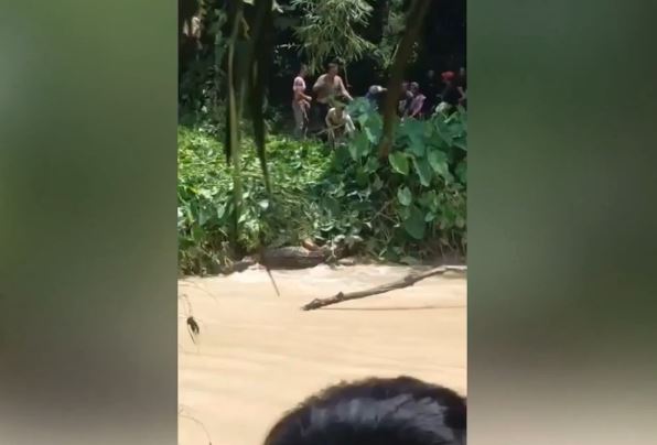 Mẹ lao vào chiến đấu với cá sấu đang kéo con gái xuống lòng sông