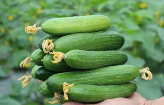 Người bán rau tiết lộ: 3 loại rau có dư lượng thuốc trừ sâu bằng 0, đắt mấy cũng nên mua