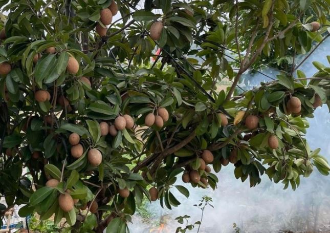 H&#x1ED3;ng xi&#xEA;m nhi&#x1EC1;u l&#x1EE3;i &#xED;ch cho s&#x1EE9;c kho&#x1EBB; nh&#x1B0;ng ai kh&#xF4;ng n&#xEA;n &#x103;n?