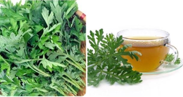 Uống nước ngải cứu có tác dụng gì?