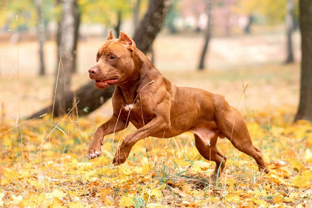 Vì sao vết cắn của chó Pitbull đáng sợ hơn những giống chó khác? 