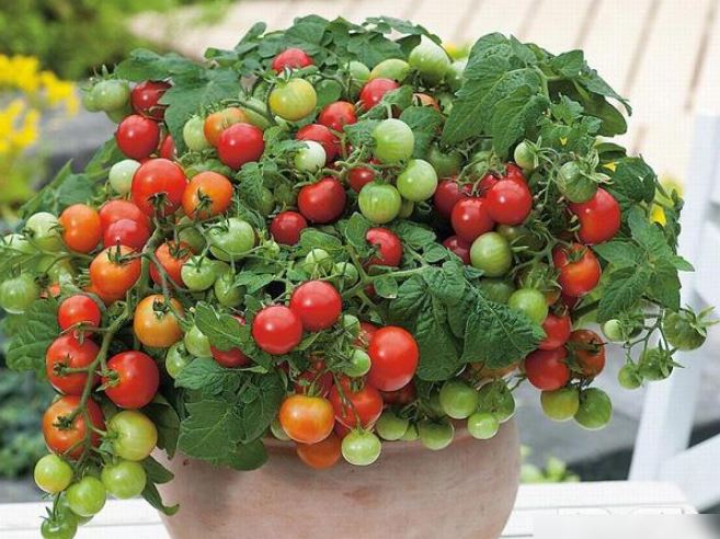 Lấy thứ này trộn vào đất, cây cà chua lớn vọt, quả sai trĩu cành