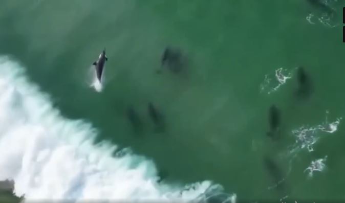 Cảnh tượng đàn cá heo chơi "lướt ván" gần bờ