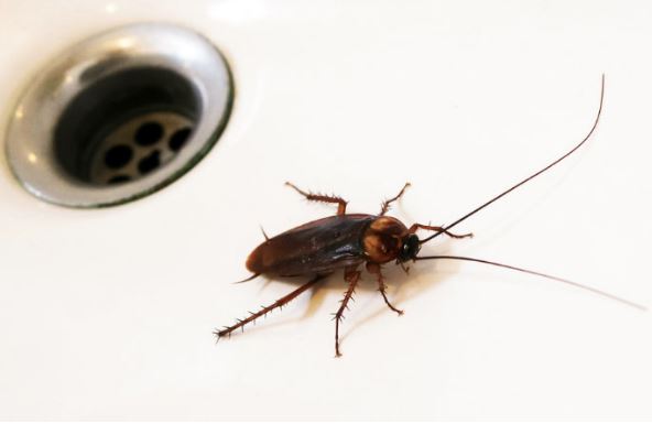 5 mẹo hay ngăn gián chui từ cống lên vào mùa mưa