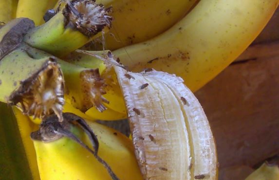 10 cách đuổi ruồi đơn giản nhưng hiệu quả bất ngờ