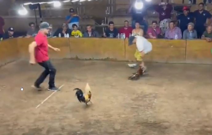 Hy hữu: Người đàn ông bị gà cưng lao vào tấn công trong sới chọi