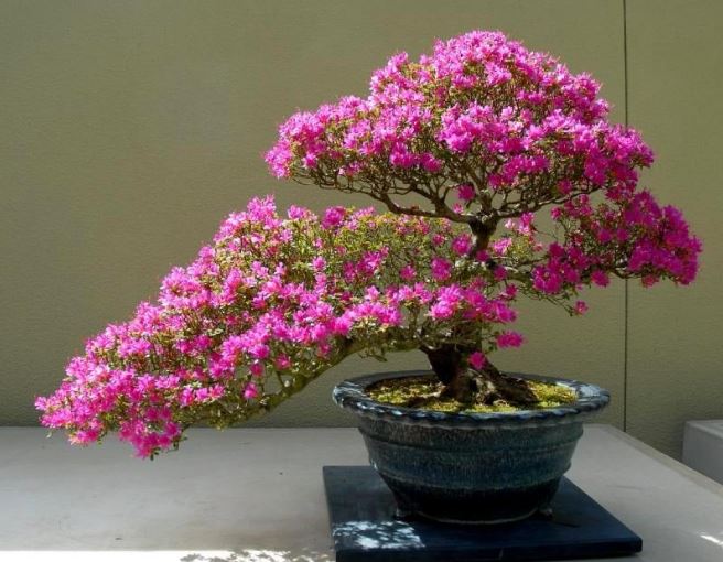 Tưới hoa giấy bằng thứ nước này, hoa nở quanh năm lại lâu tàn