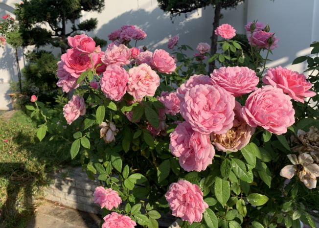 Muốn hoa hồng bông to, ra hoa quanh năm, cứ cho thứ này vào đáy chậu