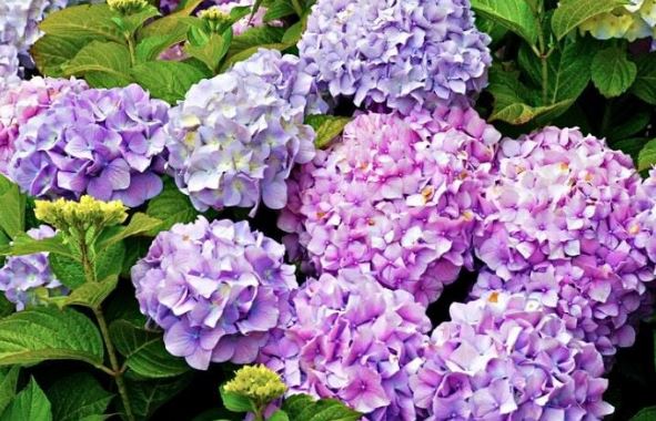 Đừng tưới nước vo gạo trực tiếp vào cây, thêm thứ ‘gia vị’ này lá tươi tốt, hoa nở ầm ầm