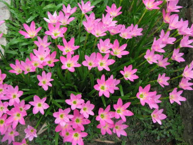 Lấy 3 loại nước nhà nào cũng có ra tưới hoa tốt hơn bỏ tiền mua phân bón, tiết kiệm cả đống tiền