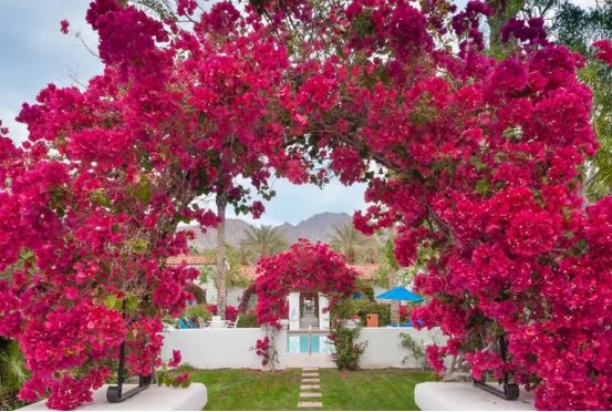 Làm 3 điều này, hoa giấy nở rực rỡ quanh năm