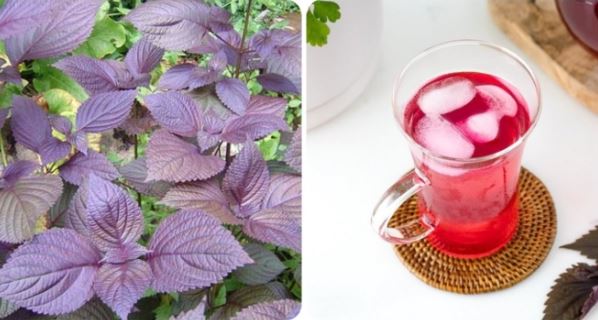 Những người nào không nên uống nước lá tía tô?