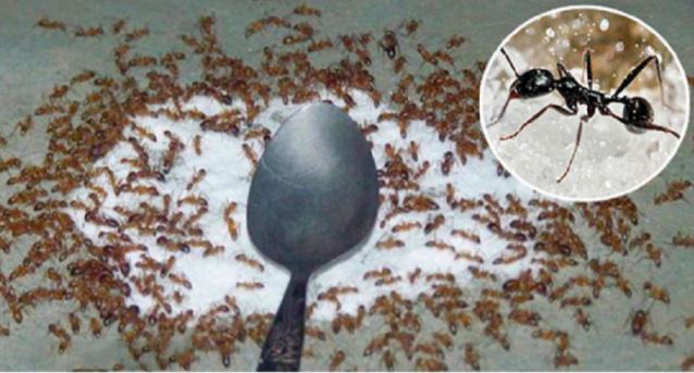 Mẹo đuổi sạch kiến khỏi lọ đường nhanh chóng, hiệu quả