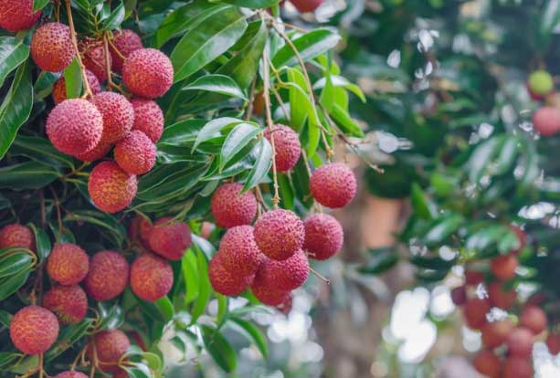 10 loại trái cây ngon ngọt nhưng càng ăn càng nóng vào ngày hè