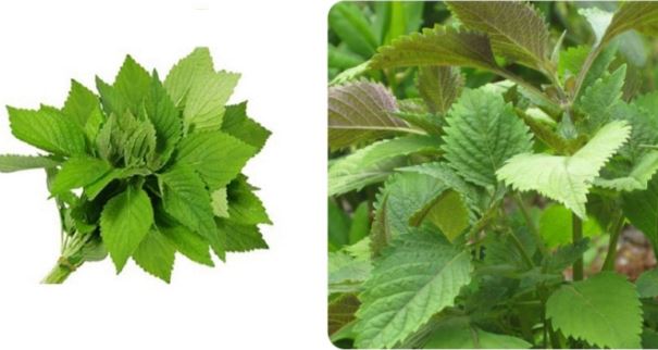 Uống nước rau kinh giới có tác dụng gì?