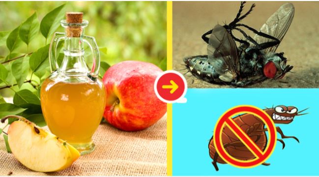 Tuyệt chiêu khiến ruồi biến mất khỏi nhà bạn trong nháy mắt