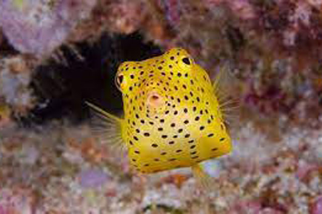 Vì sao loài cá nóc hòm vàng có thể bơi với cơ thể hình hộp vuông vức?