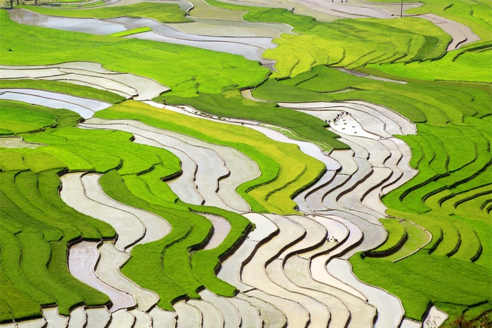 M&ugrave;a nước đổ khiến những thửa&nbsp;ruộng bậc thang&nbsp;M&ugrave; Cang Chải (tỉnh Y&ecirc;n B&aacute;i) hiện l&ecirc;n với m&agrave;u n&acirc;u của đất h&ograve;a quyện c&ugrave;ng trời xanh v&agrave; mặt nước &oacute;ng &aacute;nh, dưới nắng v&agrave;ng rực rỡ đẹp tựa như một bức tranh thủy mặc