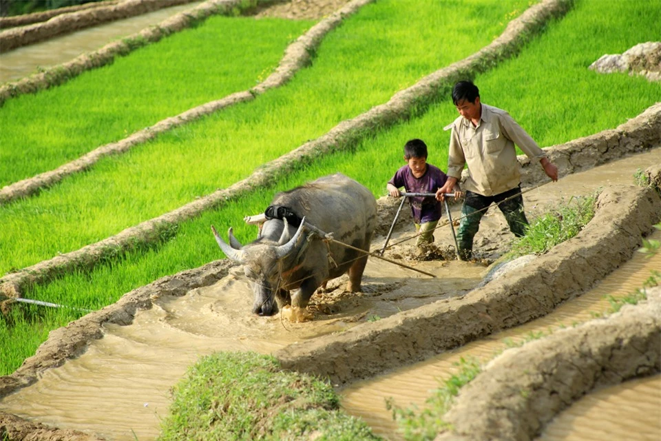 Hai cha con người M&ocirc;ng c&ugrave;ng g&oacute;p sức c&agrave;y đổ nước tr&ecirc;n ruộng bậc thang