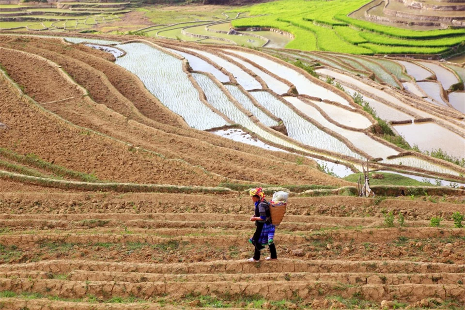 Để c&oacute; những thửa ruộng bậc thang, người M&ocirc;ng ở M&ugrave; Cang Chải phải chọn những v&ugrave;ng đất tr&ecirc;n triền đồi, sườn n&uacute;i c&oacute; diện t&iacute;ch kh&aacute; rộng, độ dốc vừa phải v&agrave; vị tr&iacute; thuận lợi để đ&oacute;n nước mưa, nước suối.