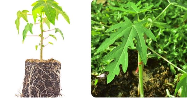 Rễ cây đu đủ có tác dụng gì?