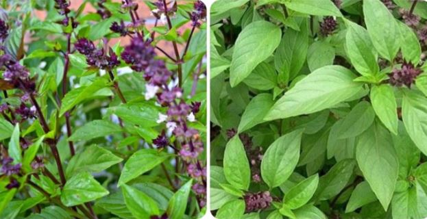 Rau húng chó có tác dụng gì?