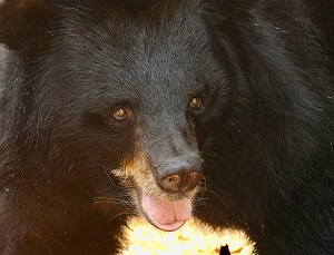 Tội phạm xâm hại động vật hoang dã có liên kết với buôn bán vũ khí, ma tuý và buôn người