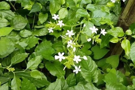 3 loại cây trồng rắn mê không gì mê hơn, muốn cả nhà được bình an thì nên loại bỏ nhanh chóng