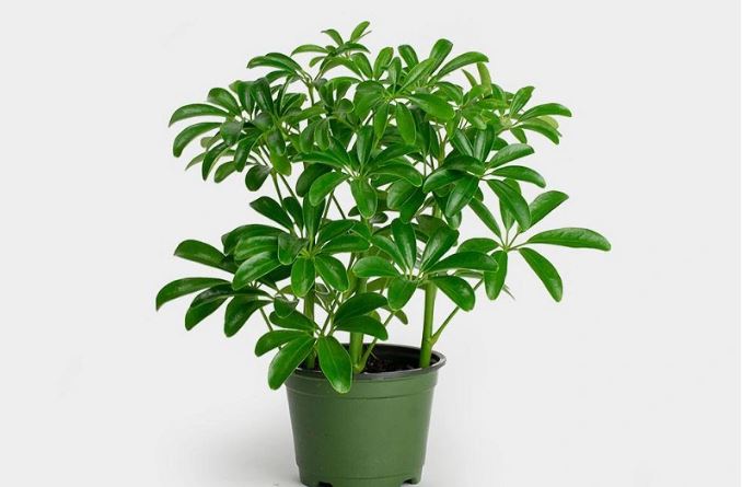 5 loại gia vị sẵn trong căn bếp của mỗi gia đình có lợi ích sức khỏe cực tốt nhưng nhiều người lại "lười ăn"