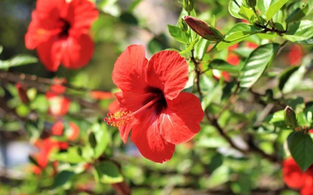 Hoa dâm bụt: Không chỉ là loại cây cảnh mà còn là một vị thuốc hay