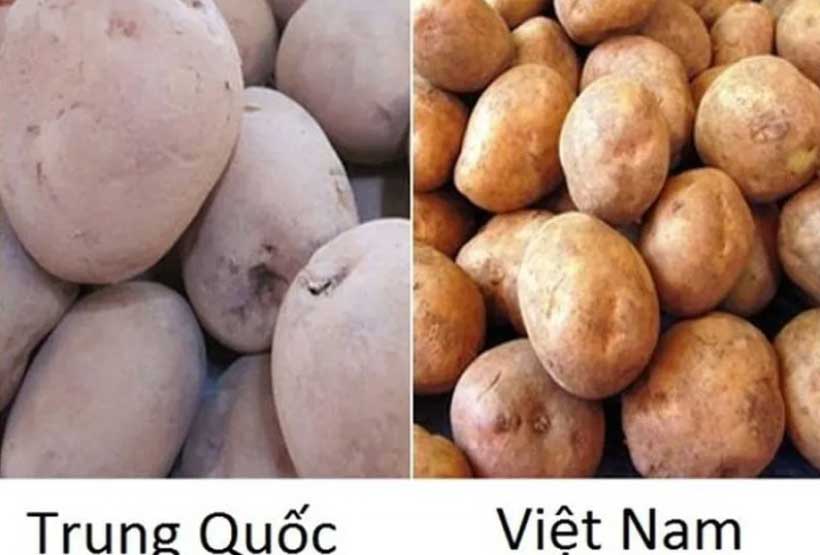 Người trồng rau tiết lộ: Cách phân biệt rau, củ của Việt Nam và Trung Quốc, tinh ý sẽ không bao giờ nhầm lẫn