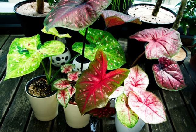 Tổ Tiên nhắc nhở: ‘5 cây này vào nhà nào nhà ấy có thể nghèo, không tai họa liên miên cũng dễ nợ nần chồng chất’