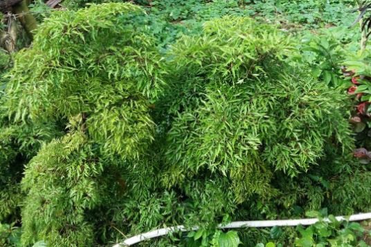 11 bài thuốc hay từ đinh lăng trong vườn nhà