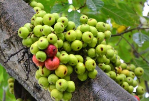 Thầy phong thủy nói: 4 cây trồng trước nhà ốm đau, lụi bại, trồng sau nhà trấn giữ của cải