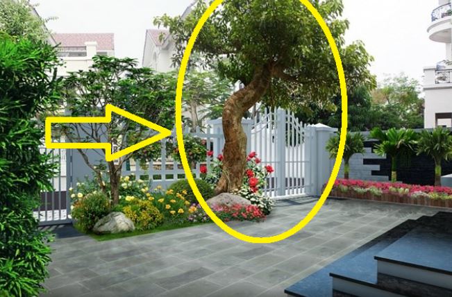Thầy phong thủy chỉ rõ: 4 cây trồng trước nhà ốm đau, lụi bại nghèo không ngóc lên được, trồng sau nhà giàu