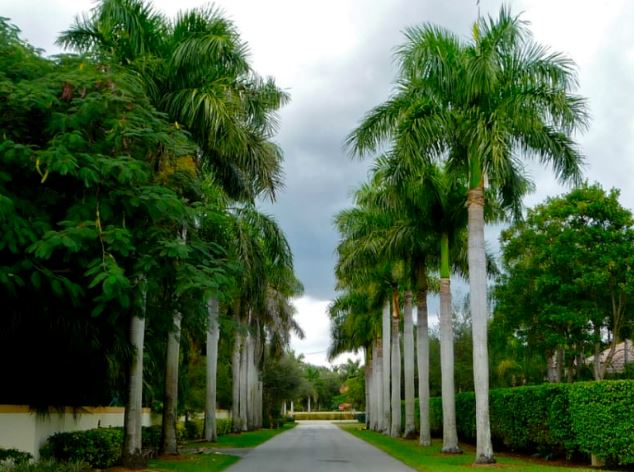 4 loại cây “chiêu Tài dụ Lộc” con cưng Thần Tài: Trồng trước cửa nhà nào nhà đó phúc lộc kéo về, giàu có