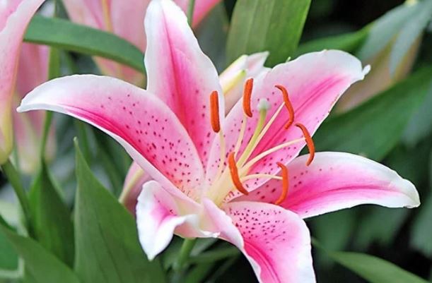 4 loại hoa để ở trên bàn thờ dễ hao tài mất lộc, chủ nhà nên lưu ý