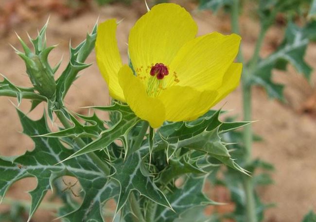 4 loại hoa “gọi về” xui xẻo, tốt nhất không nên để trong nhà