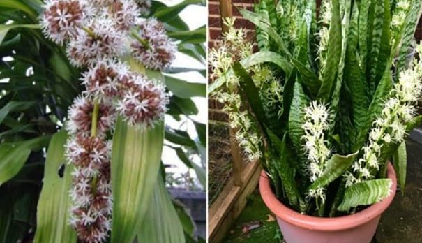 Người xưa dặn kỹ: Cửa nhà có 4 bông hoa này thu hút Thần Tài, không giàu có cũng thừa tiền tiêu 3 đời