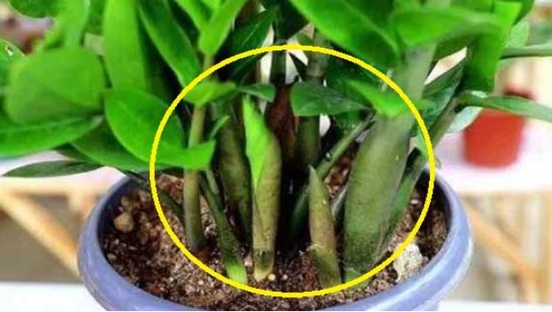 Cây kim tiền “mê mệt” loại nước này: Tưới mỗi ngày cuối năm cây nở hoa, tiền bạc kéo về tiêu không hết