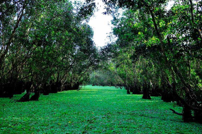 “Mục sở thị” rừng tràm đẹp nhất miền Tây Nam Bộ