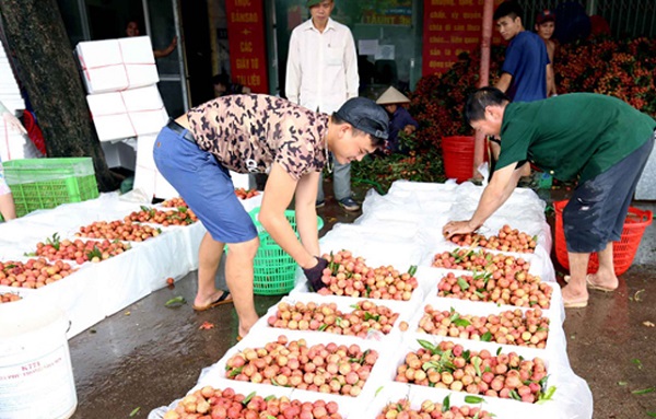 Đưa trái vải sang Mỹ: Cần sớm có trung tâm chiếu xạ ở miền Bắc 