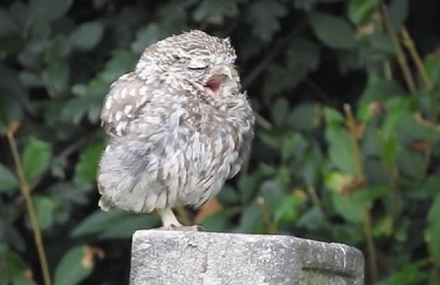 Clip: Cú con ngáp ngủ gây sốt cộng đồng mạng